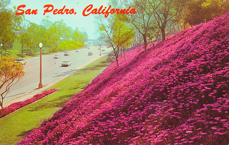 Back of post card reads "San Pedro, California. A portion of Leland Park in San Pedro can be seen. This park is typical of the beautiful area in which San Pedro is located. From the SanPedro.com post card collection