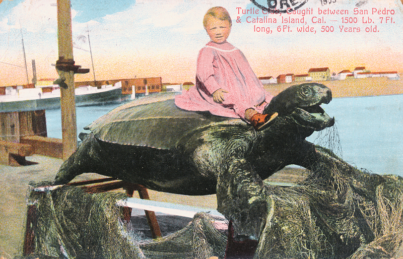 Turtle caught between San Pedro and Catalina Island, Cal. - 1500 lbs, 7 ft long 6 ft wide, 500 years old. (Fortunately sea turtles are now protected by law)